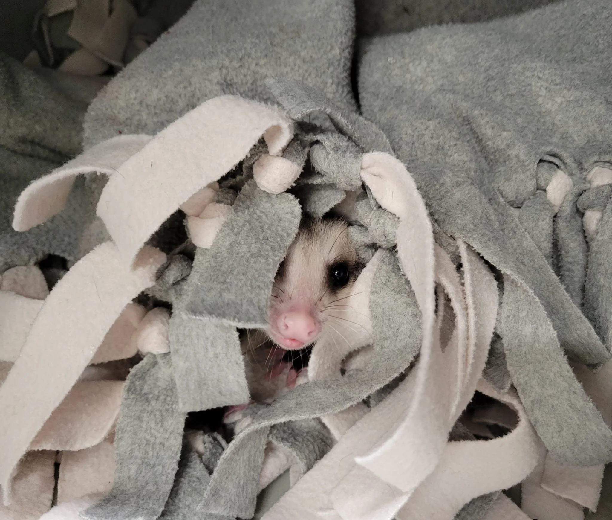 A small opossum partially wrapped in a soft, fuzzy grey and white blanket with fringes and pom-poms, showing its face and pink nose.