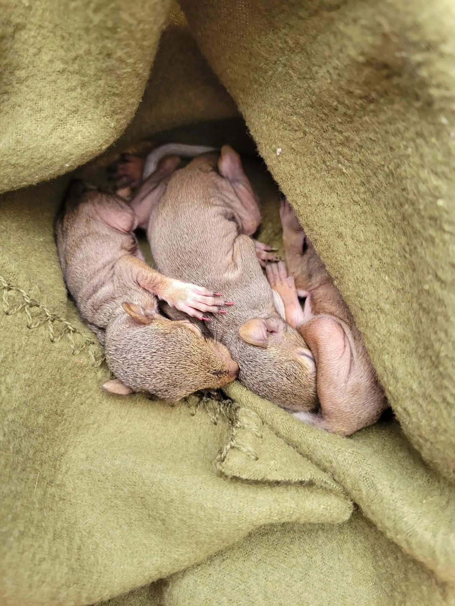 Three eastern fox squirrel babies