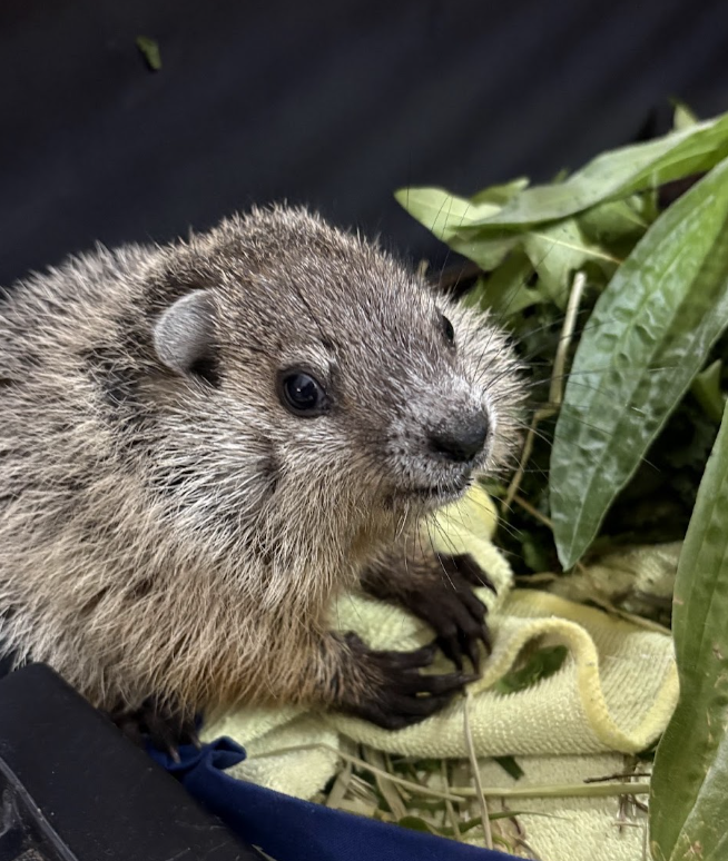 Woodchuck eating