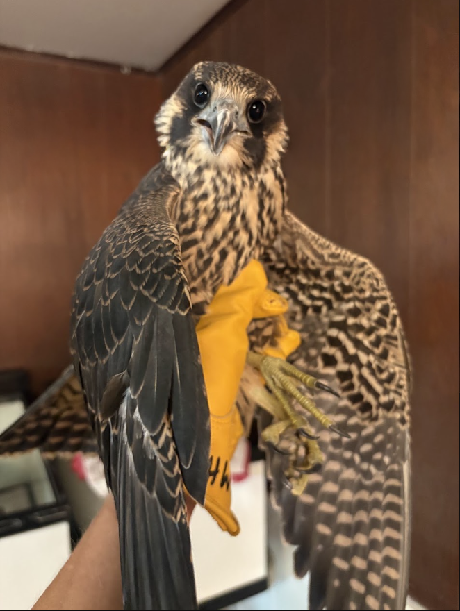 Peregrine falcon juvenile