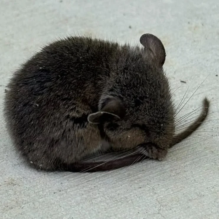 Mouse sleeping