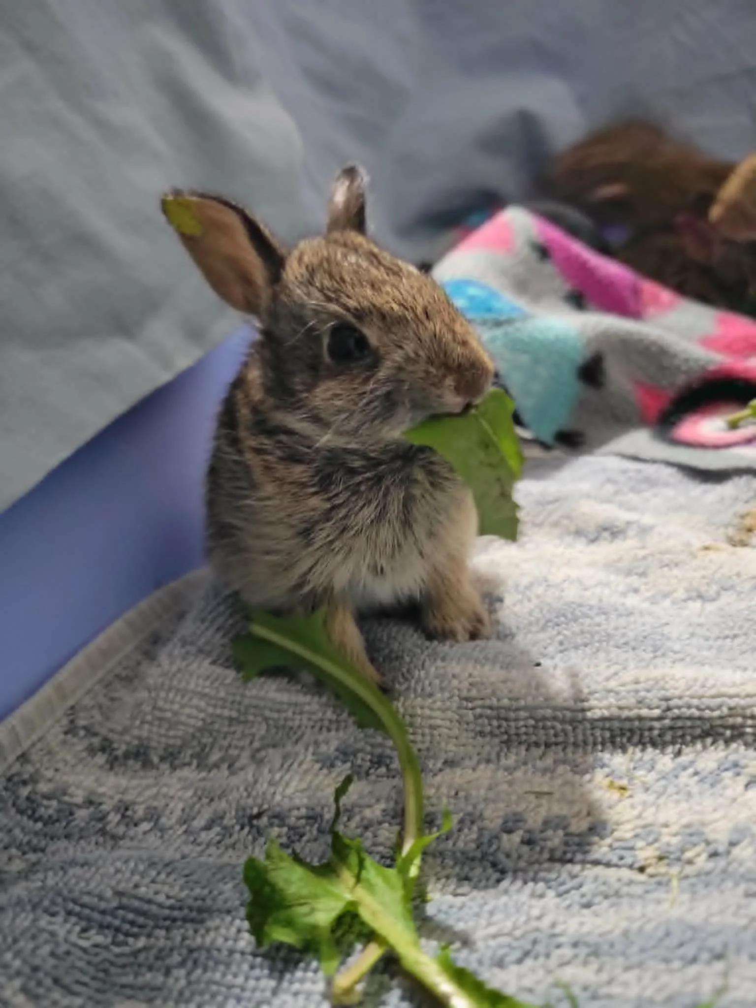 Eastern cottontail eating dandelions