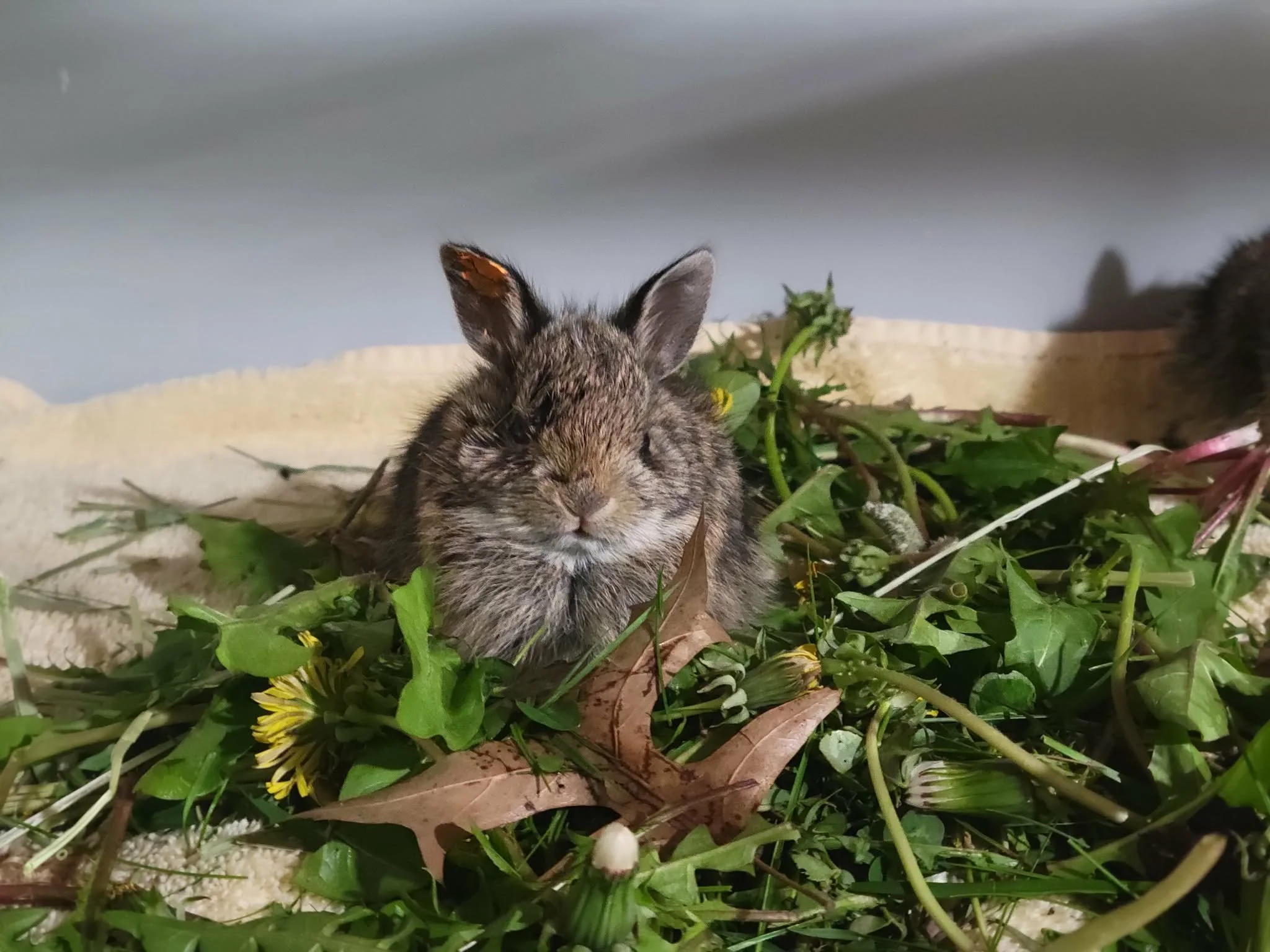 A grumpy-looking Eastern cottontail sits in a pile of clover