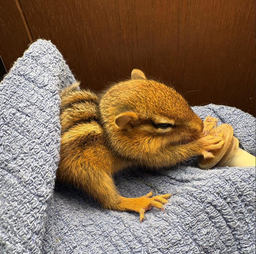 A baby chipmunk nurses on a syringe