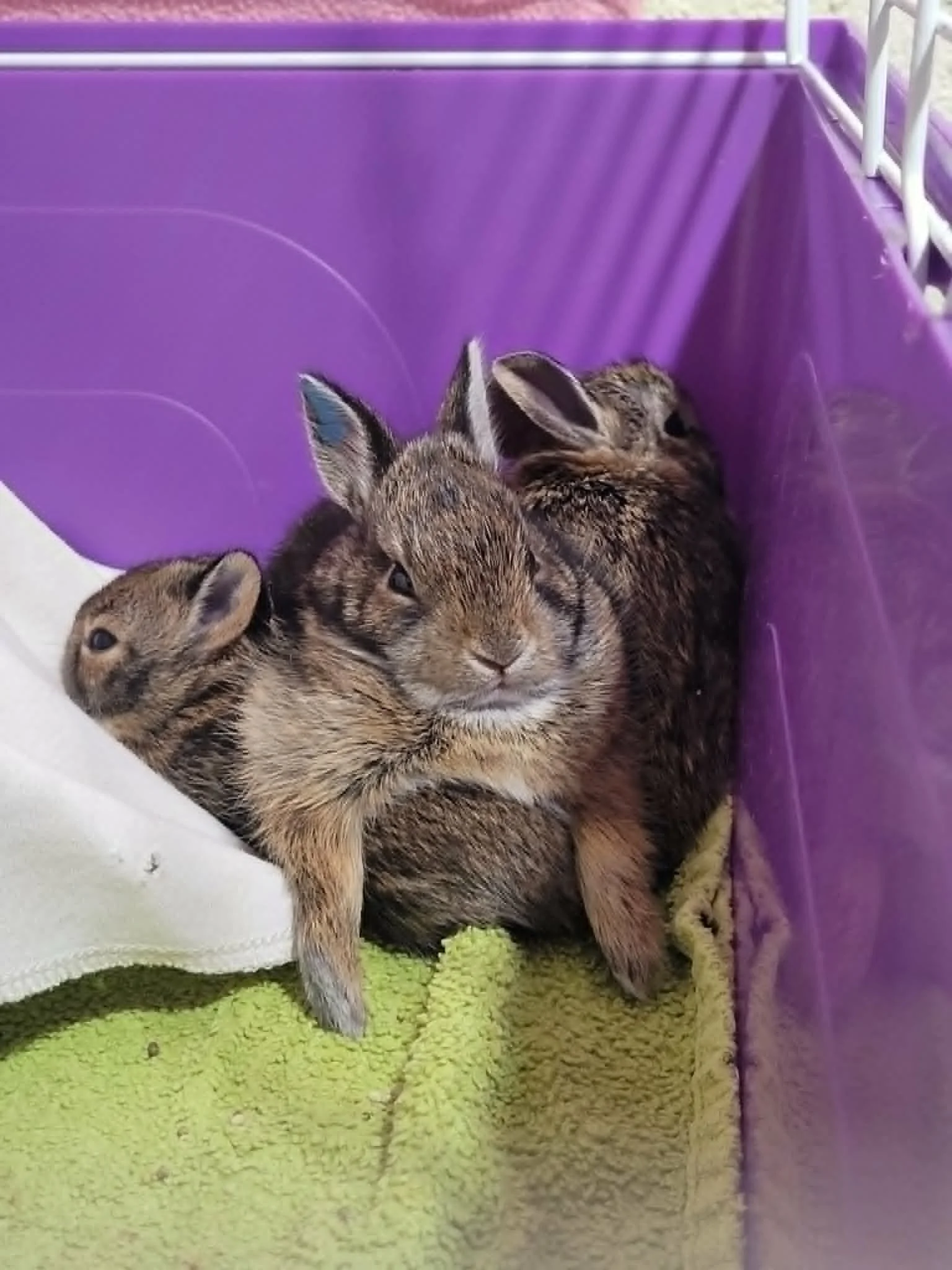A bunny lies on top of two others