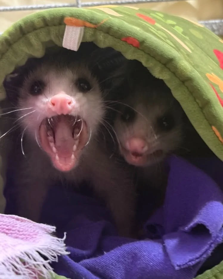 Virginia opossums