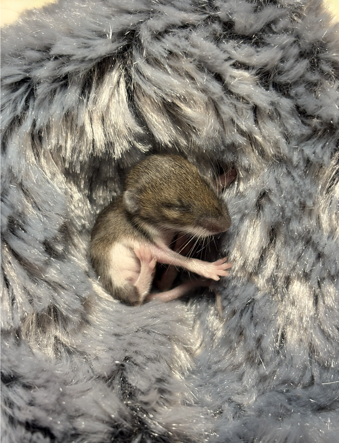 Closeup of a small baby white-footed mouse on a soft grey towel.