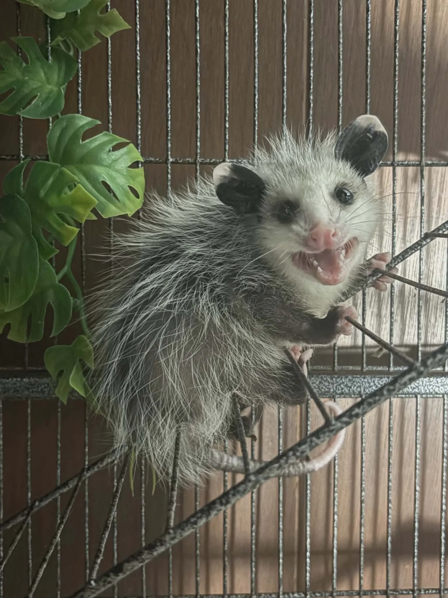 Baby opossum hisses from a ladder