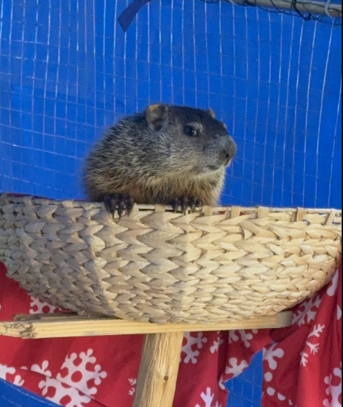Woodchuck on platform