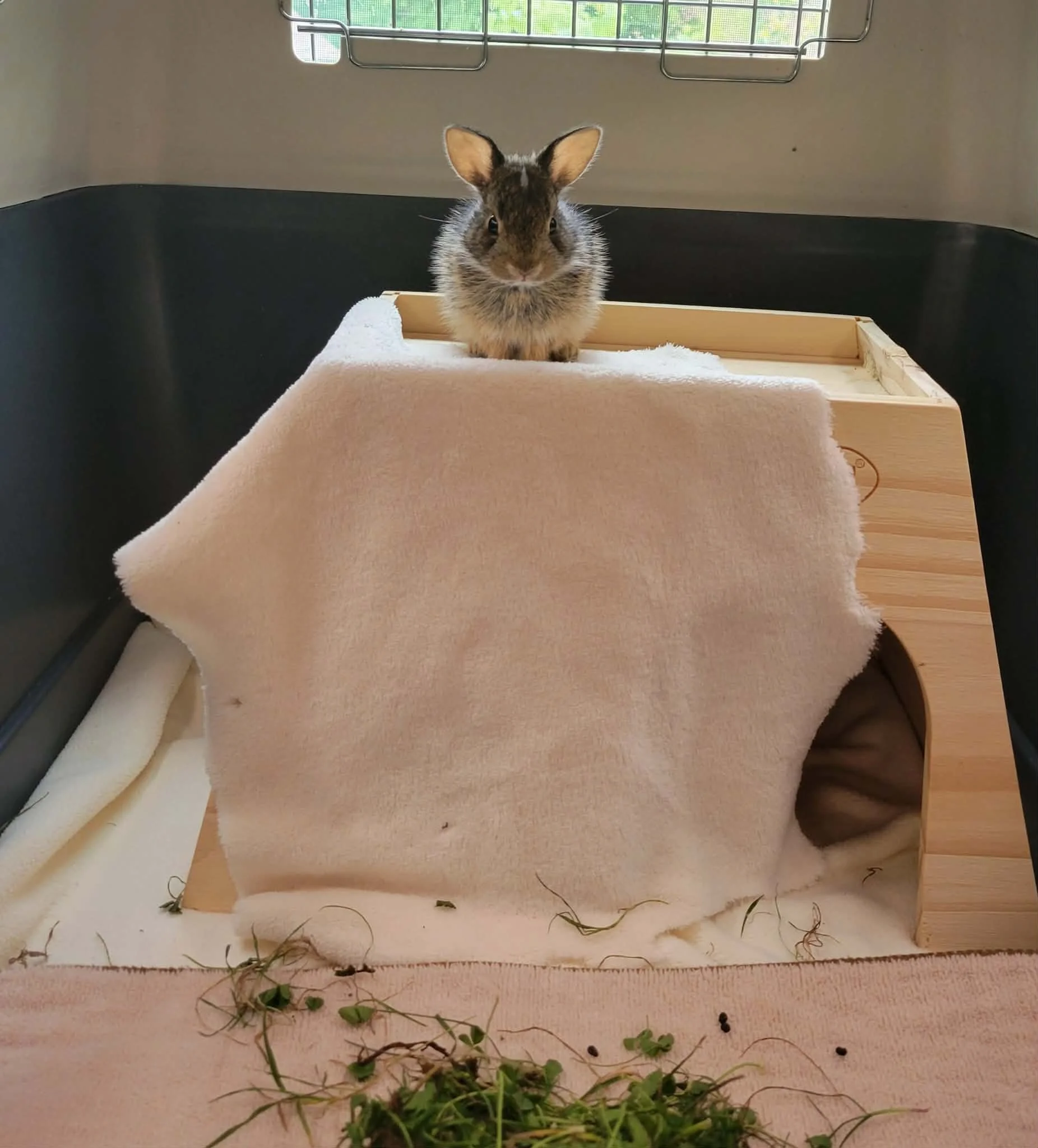 A small bunny sits on top of a wooden hide house.