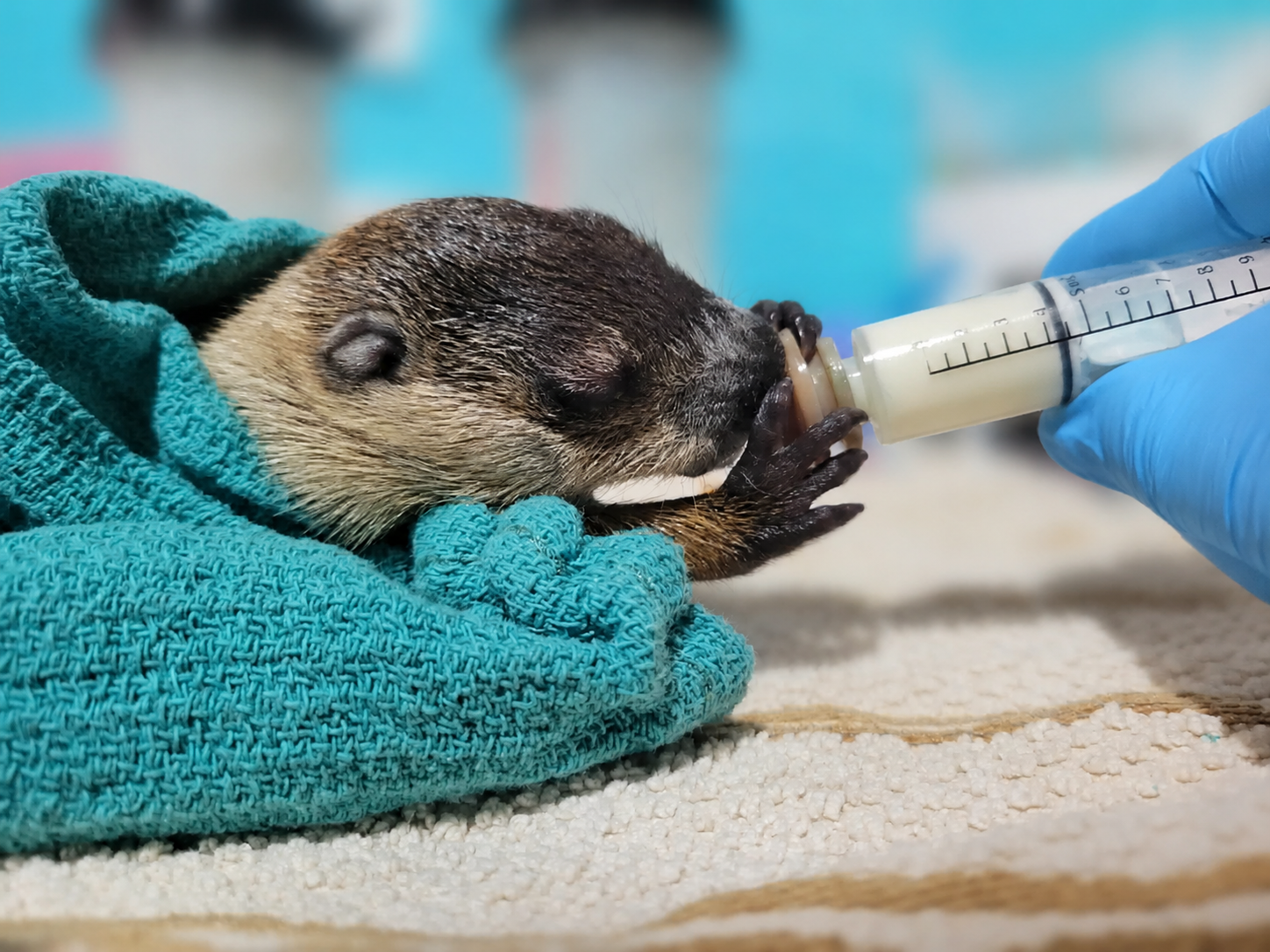 Woodchuck nursing formula from a syringe