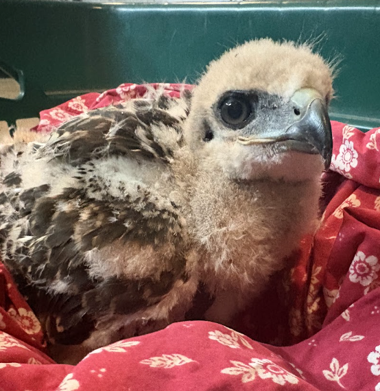 Hawk chick