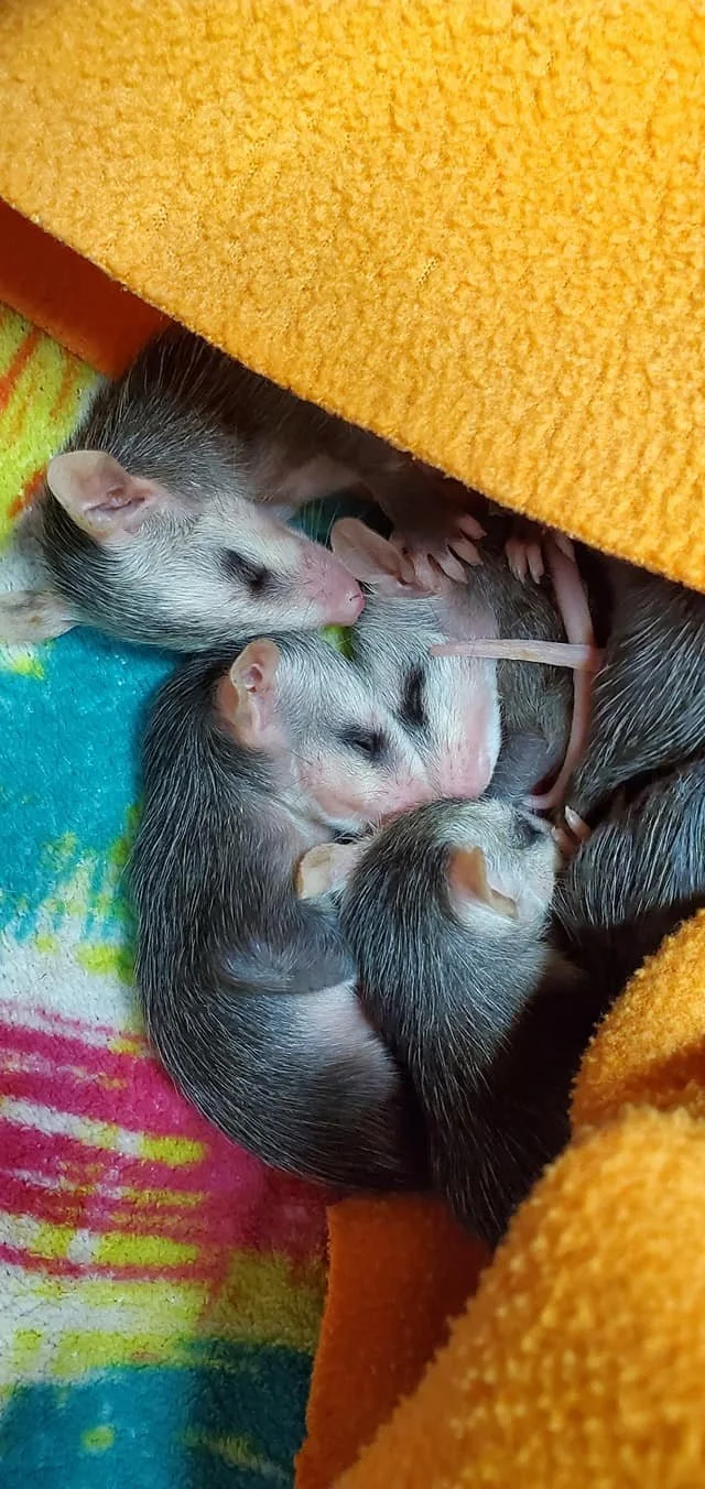 Four baby opossums sleeping together on a colorful blanket, partially covered with an orange blanket.