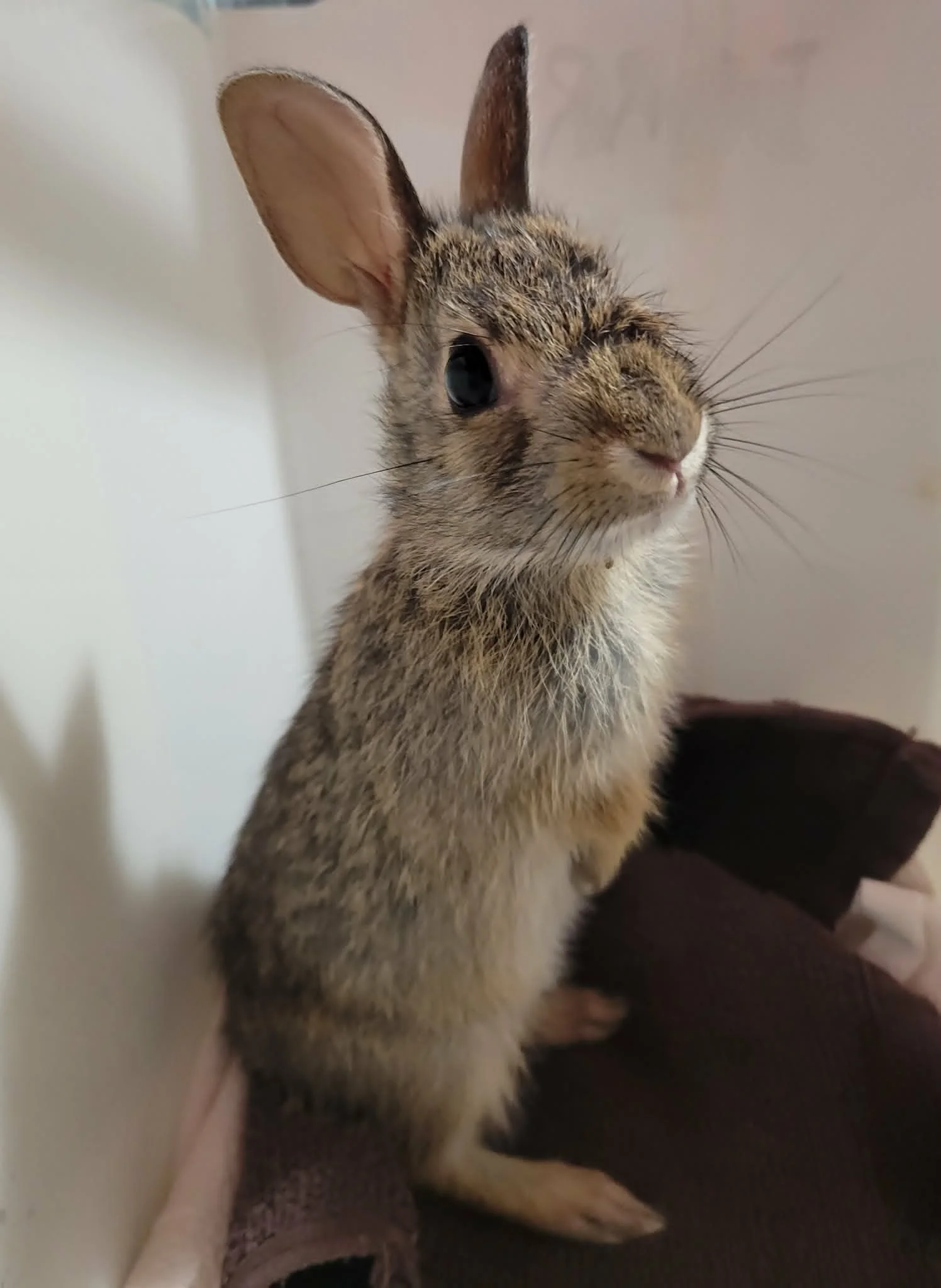 E. Cottontail standing