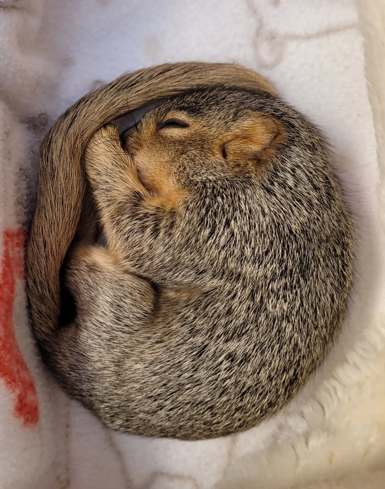 Eastern fox squirrel baby