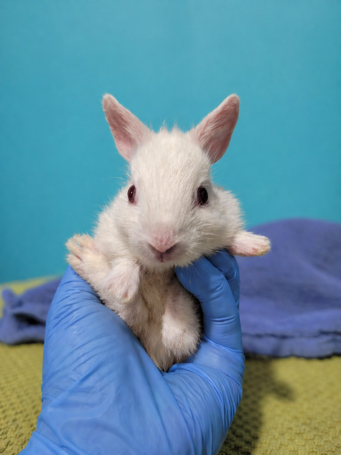 Albino Eastern cottontail