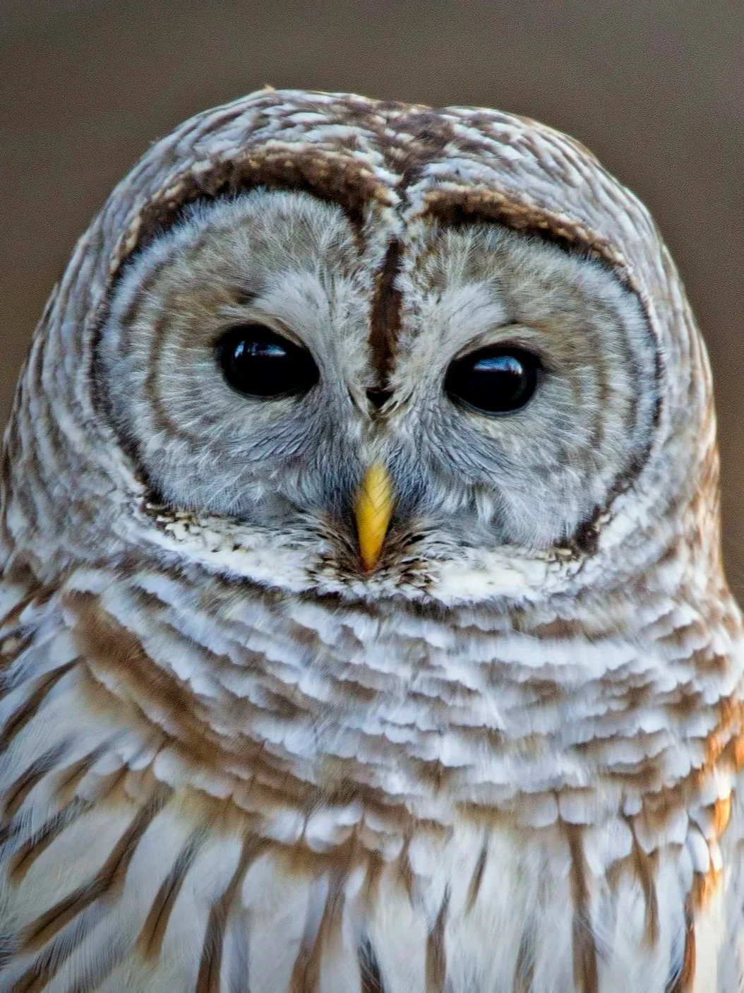 An adult barred owl stares at the camera