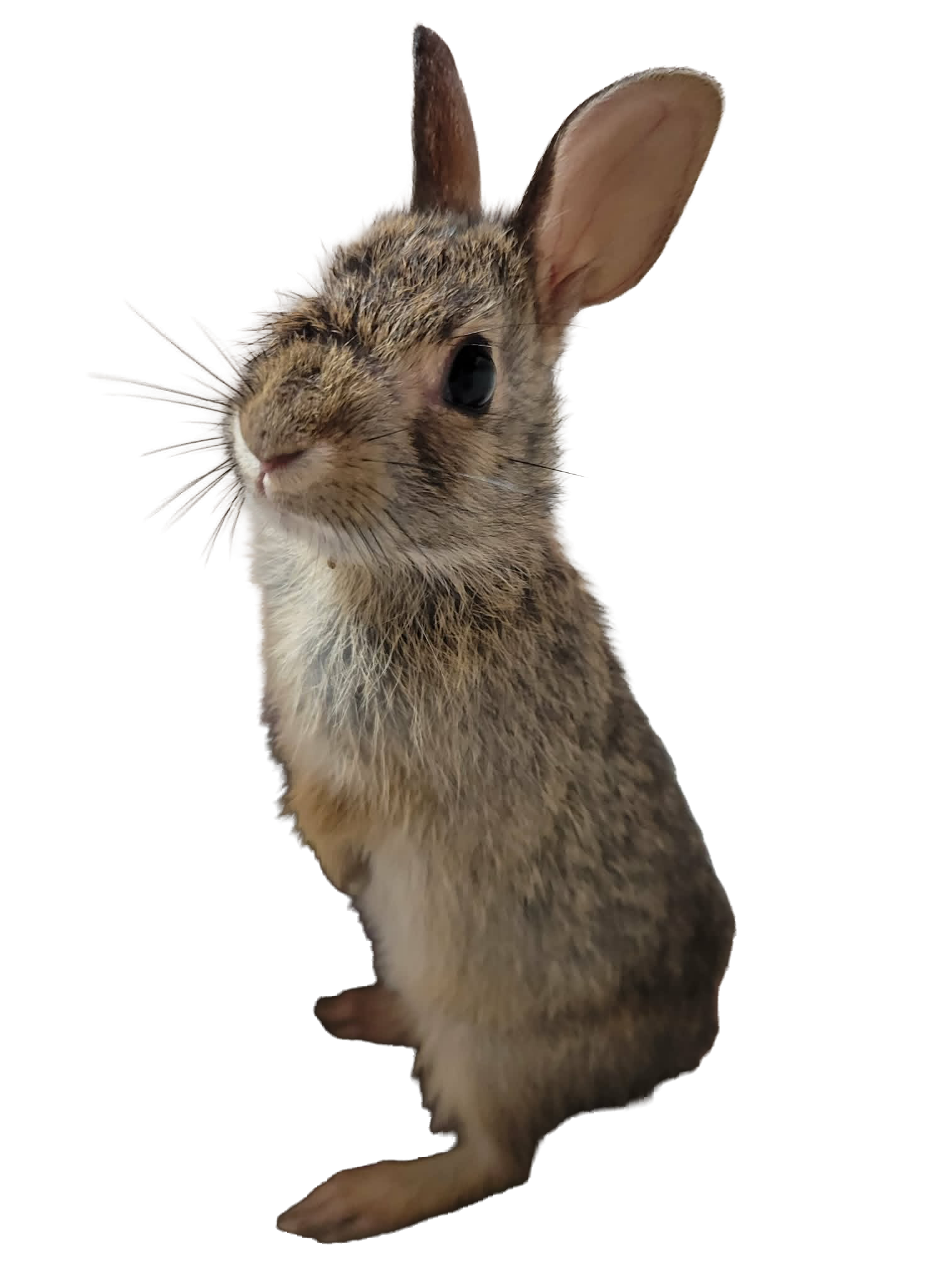 Rabbit standing on hind legs