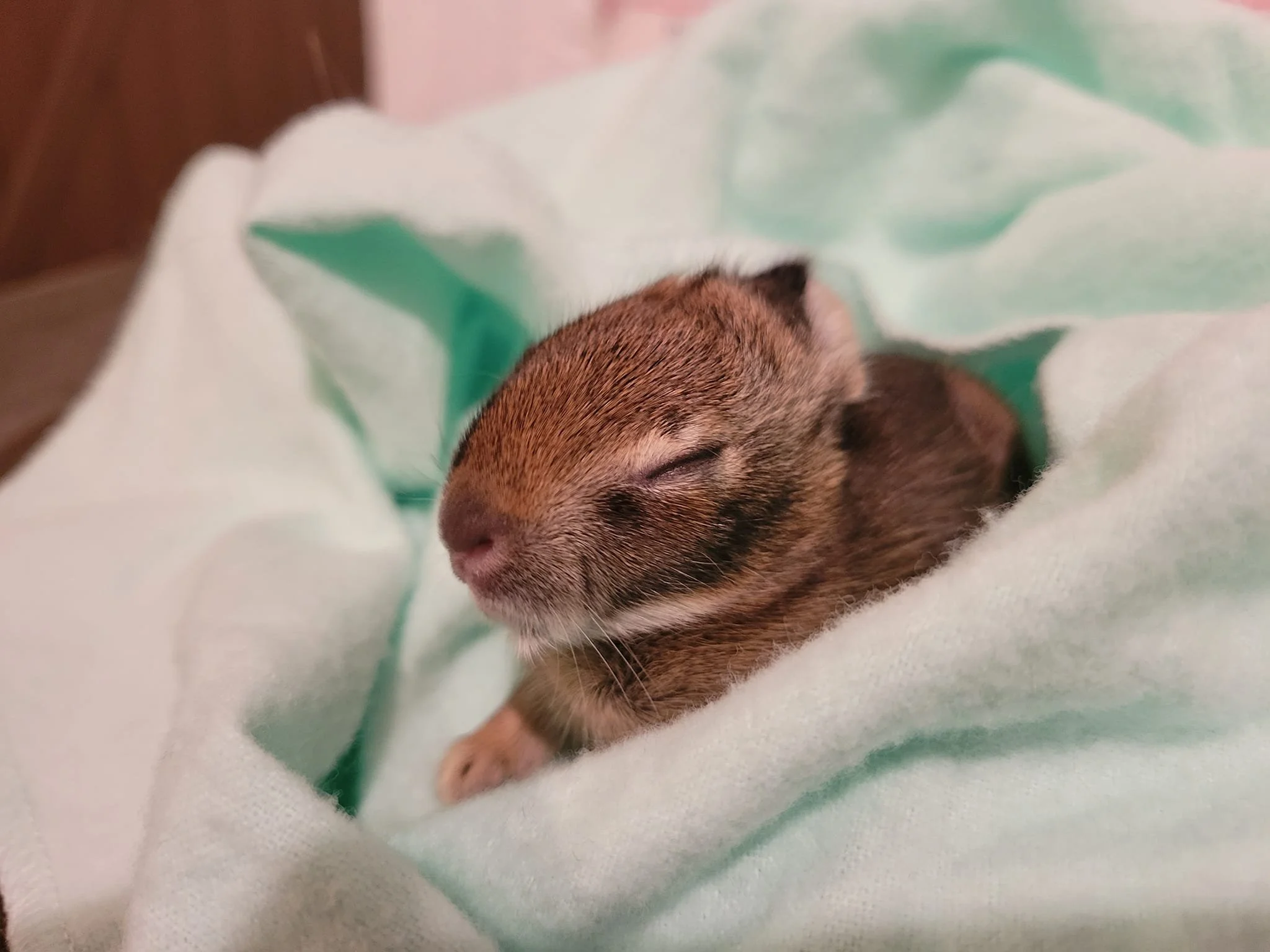 A small eastern cottontail sits on a white blanket.