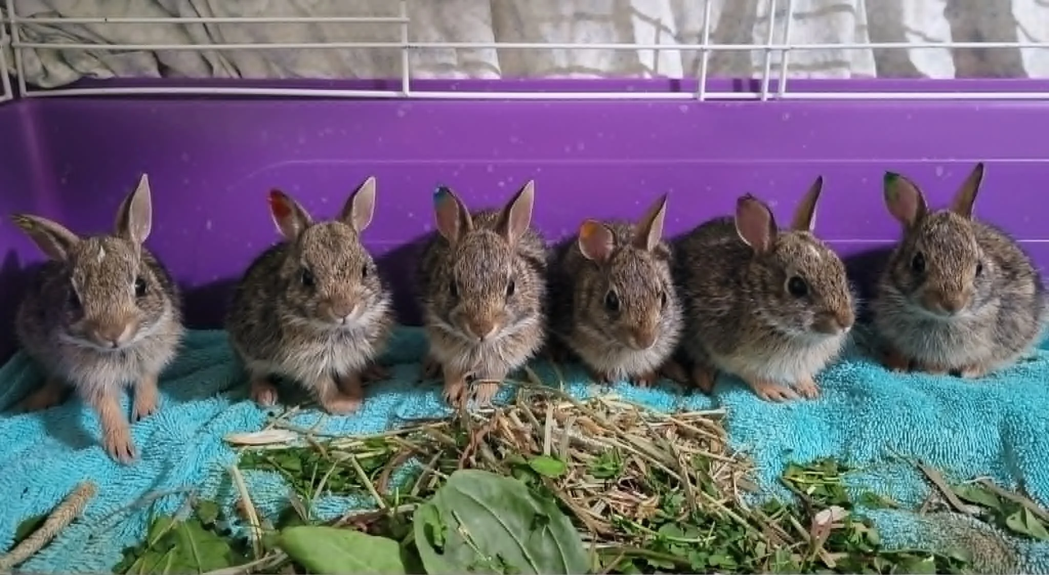 Six small rabbits sit in a purple cage