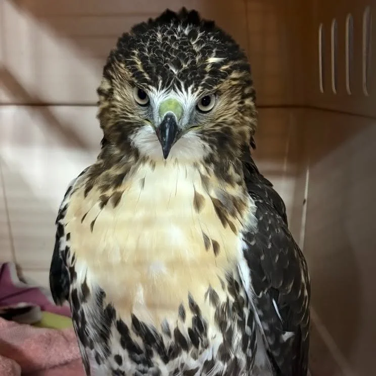 Red-tailed hawk