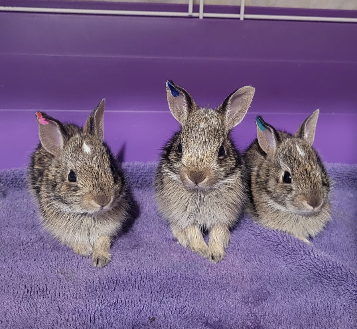 Screenshot 2026-02-11 at 2.47.54 PM.png