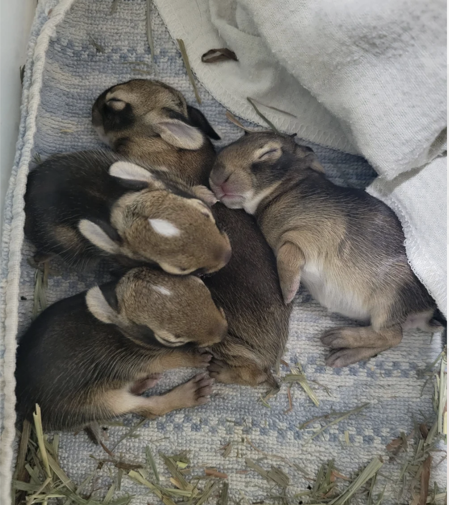 Baby bunnies sleep on a blue towel