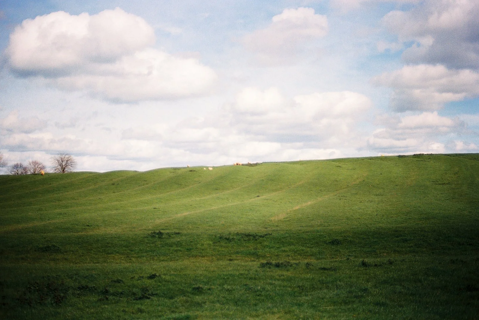 IMG_6730.jpeg