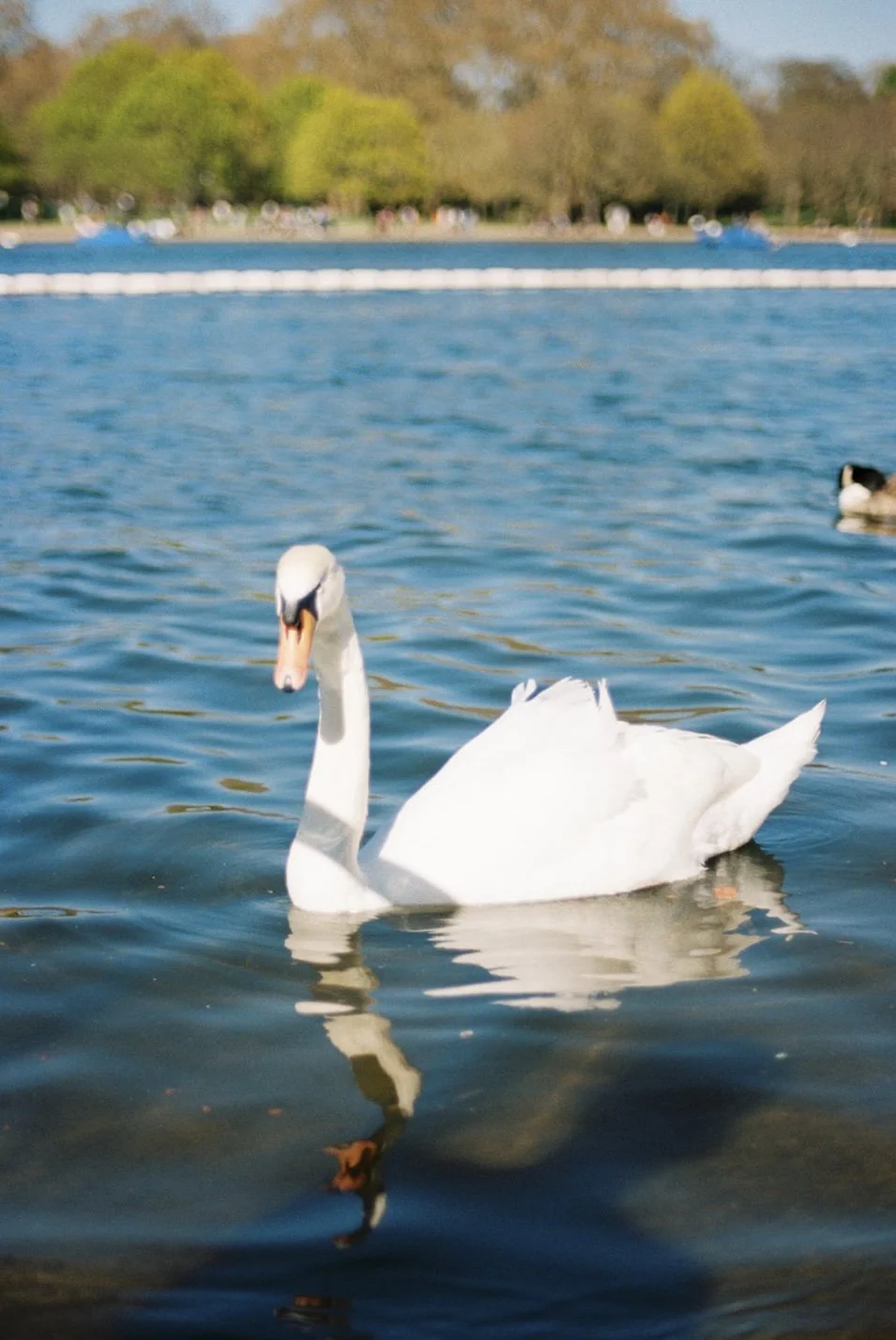 No, this is not zoomed in.
Yes, I got that close to a swan.
Yes, I know swans are scary creatures.
Yes, I lived.