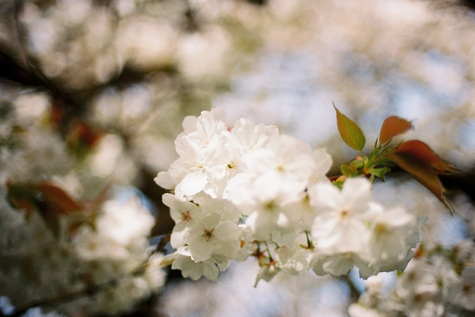 Spring at Sudely Castle.