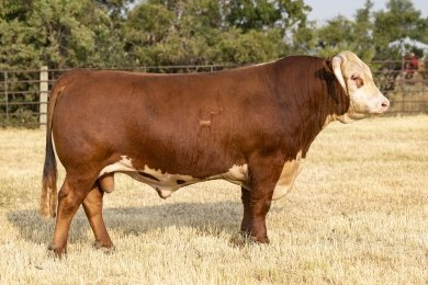 HH ADVANCE 2116K