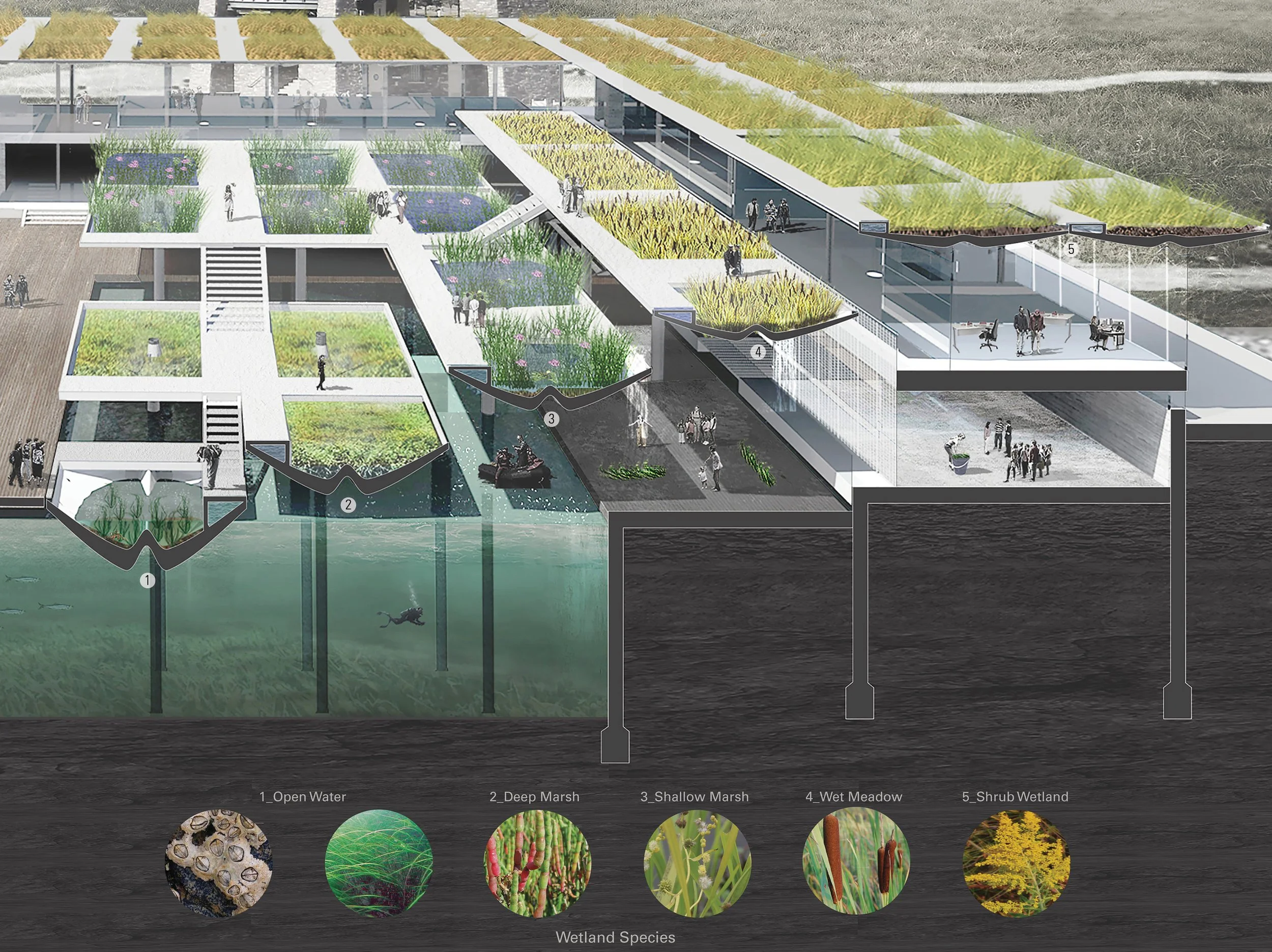 Section Perspective Wetland Diagram.jpg
