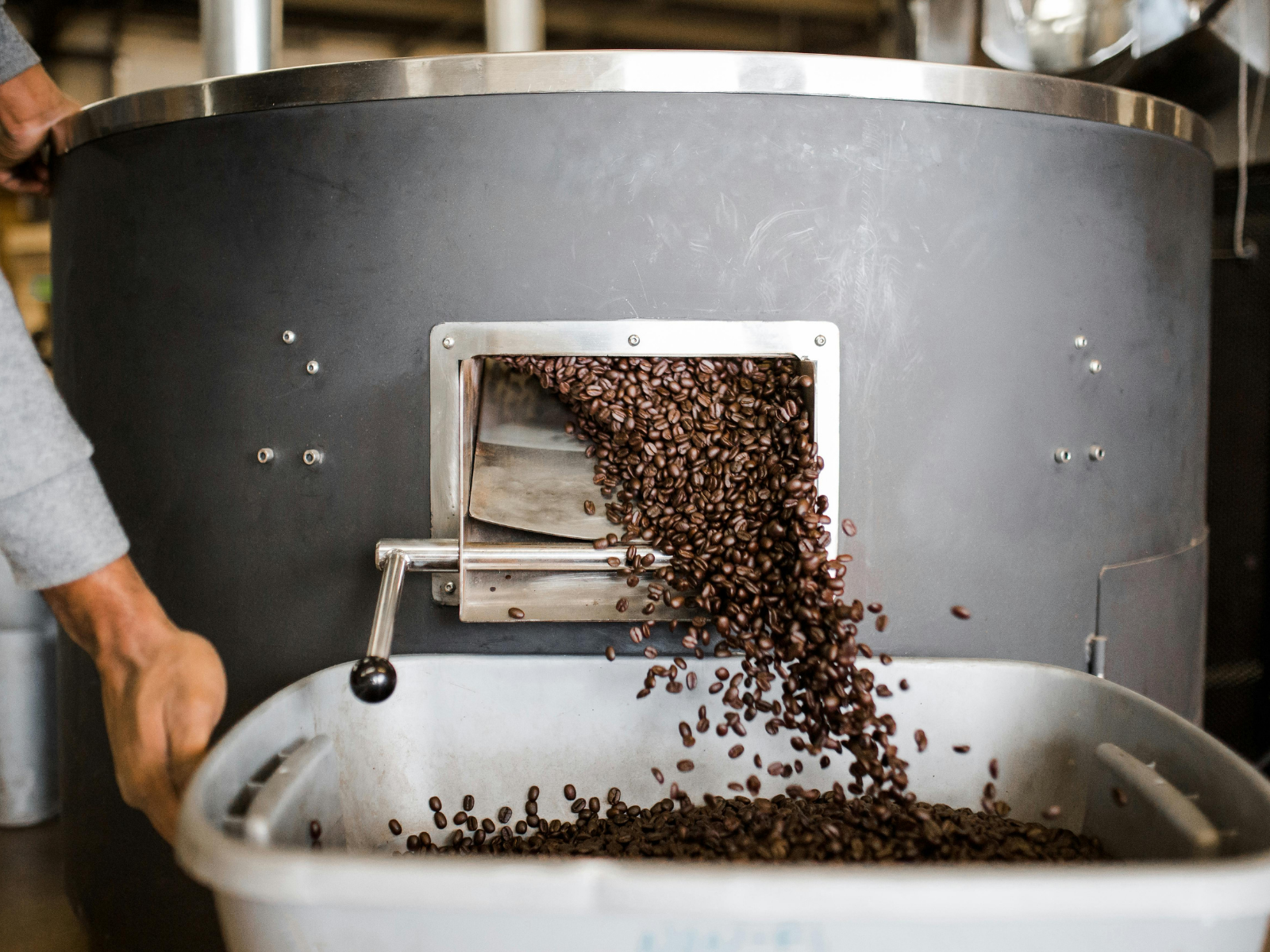 Grains de café torréfiés qui tombent d'une machine à café dans un récipient lors d'un atelier de torréfaction