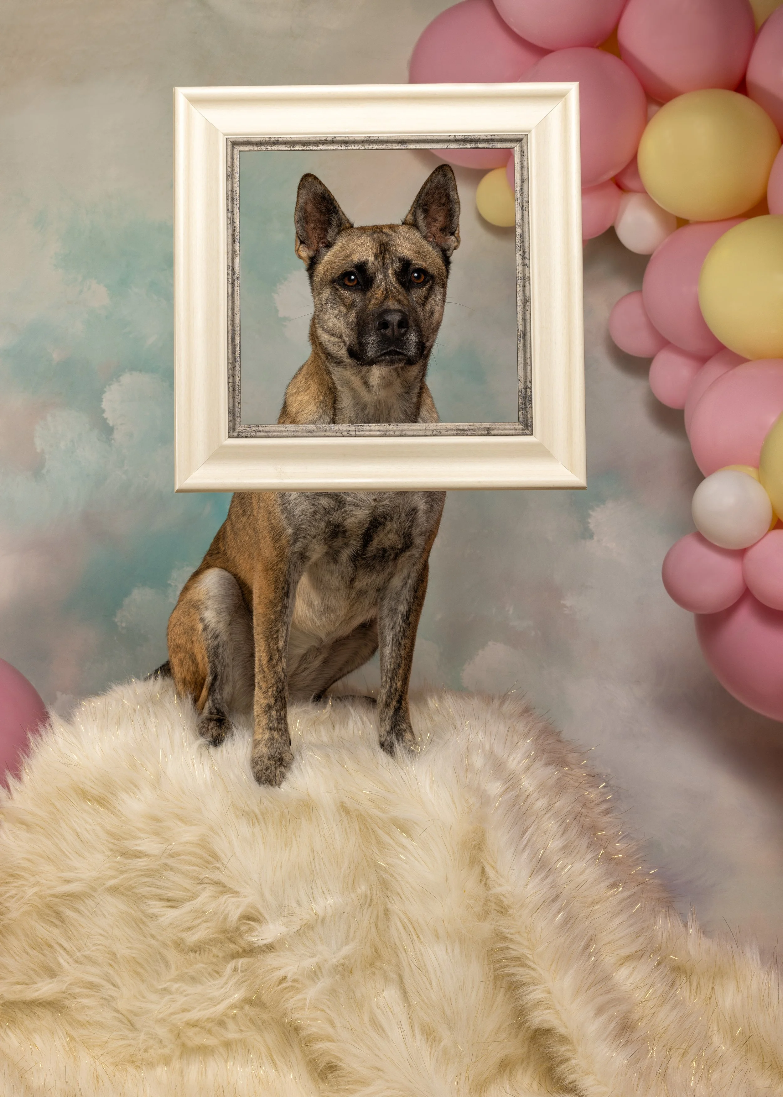 FurFriendsFotography-0120.JPG
