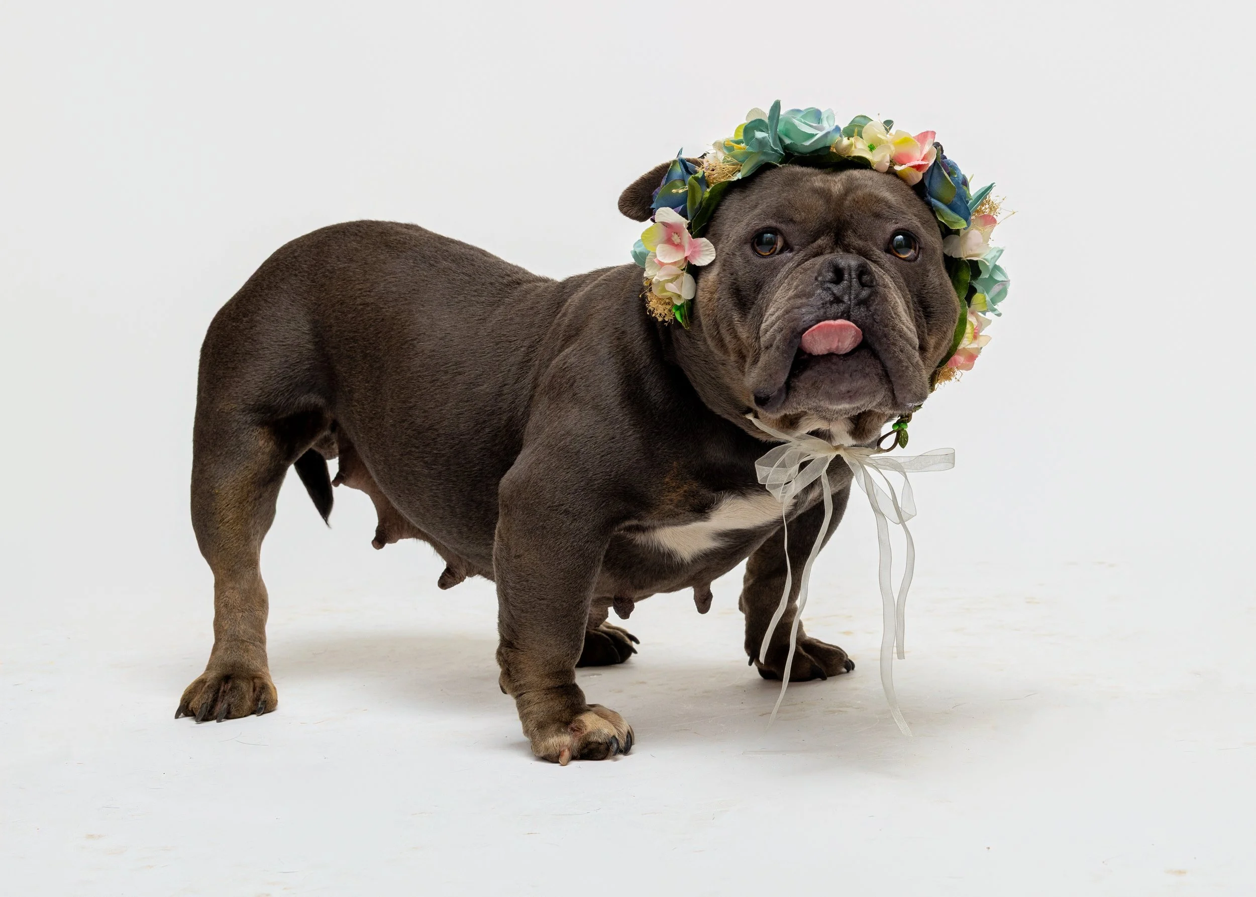 FurFriendsFotography-0089.JPG