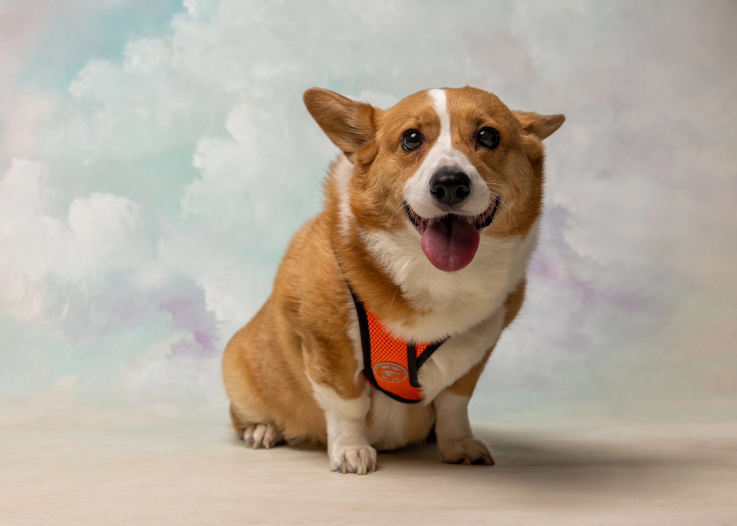FurFriendsFotography-0111.JPG