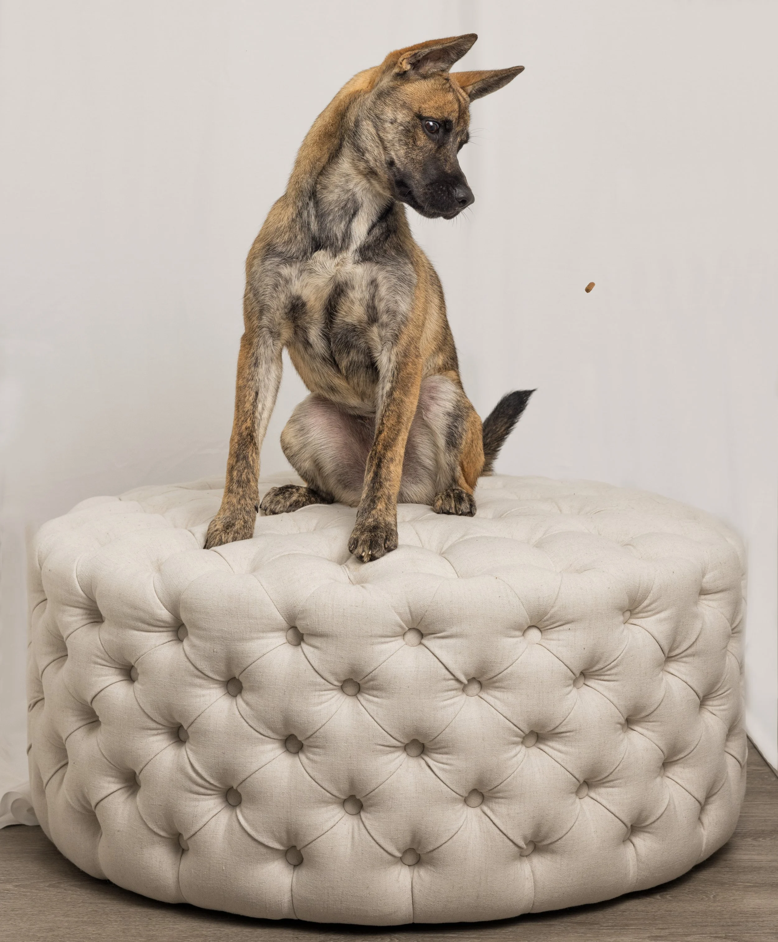 Portrait_24_01_99_0037_R5_Studio - Mochi - Atlanta.jpg