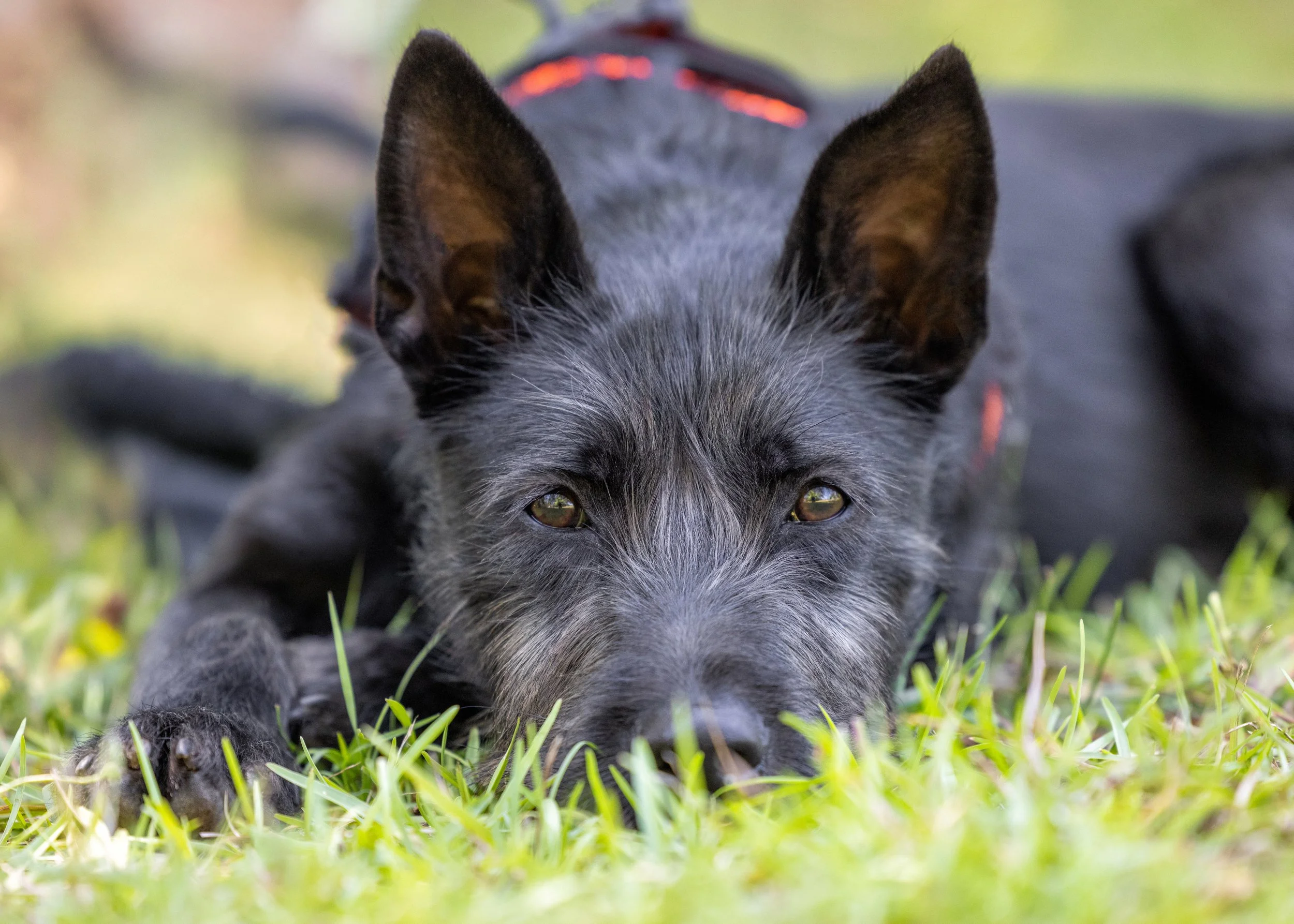 FurFriendsFotography-0092.JPG
