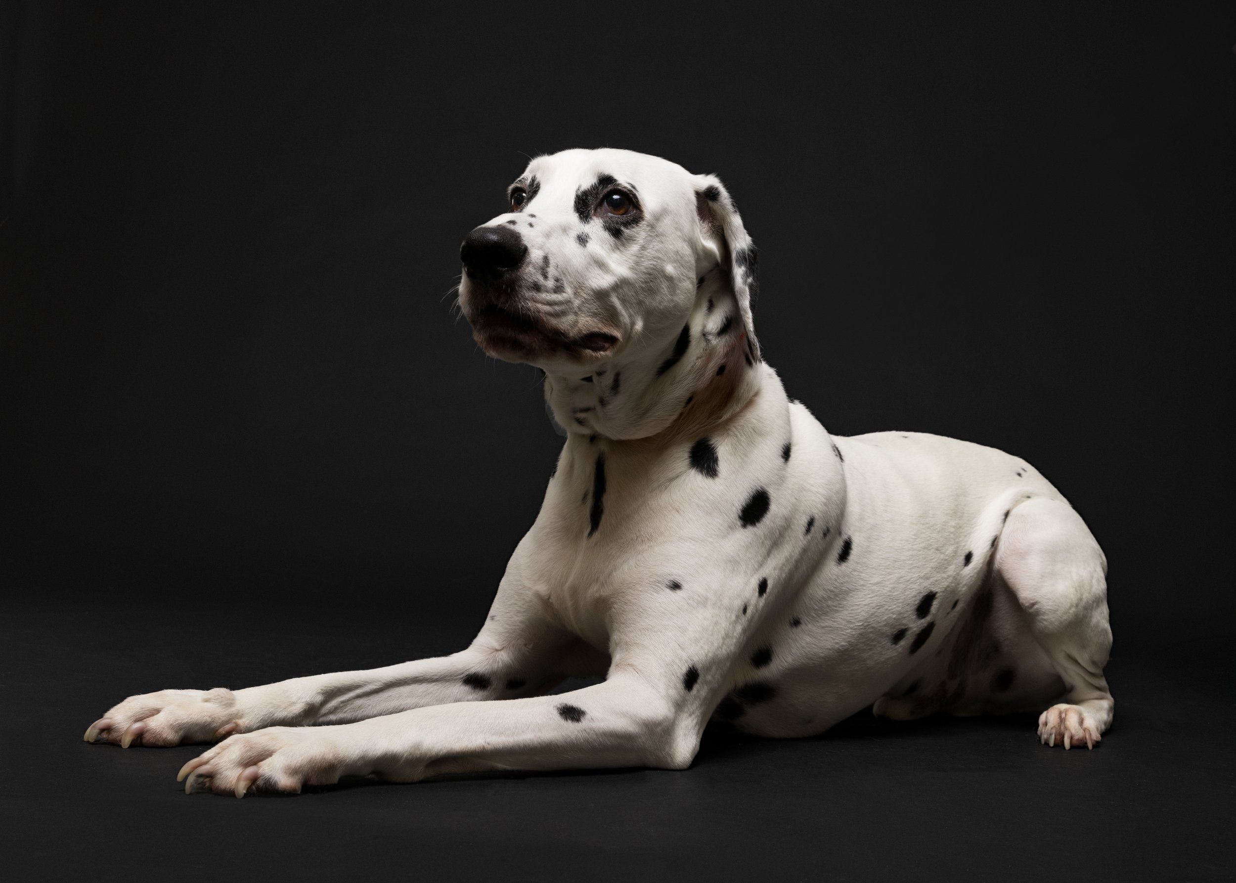 FurFriendsFotography-0105.JPG