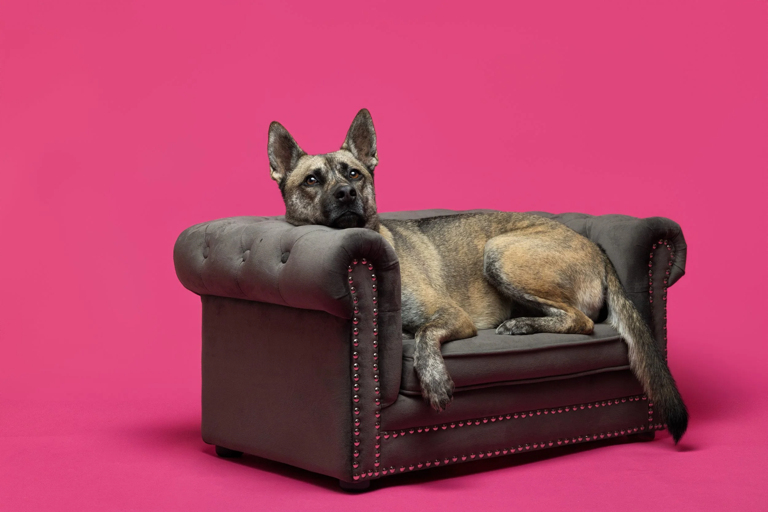 FurFriendsFotography-0123.JPG