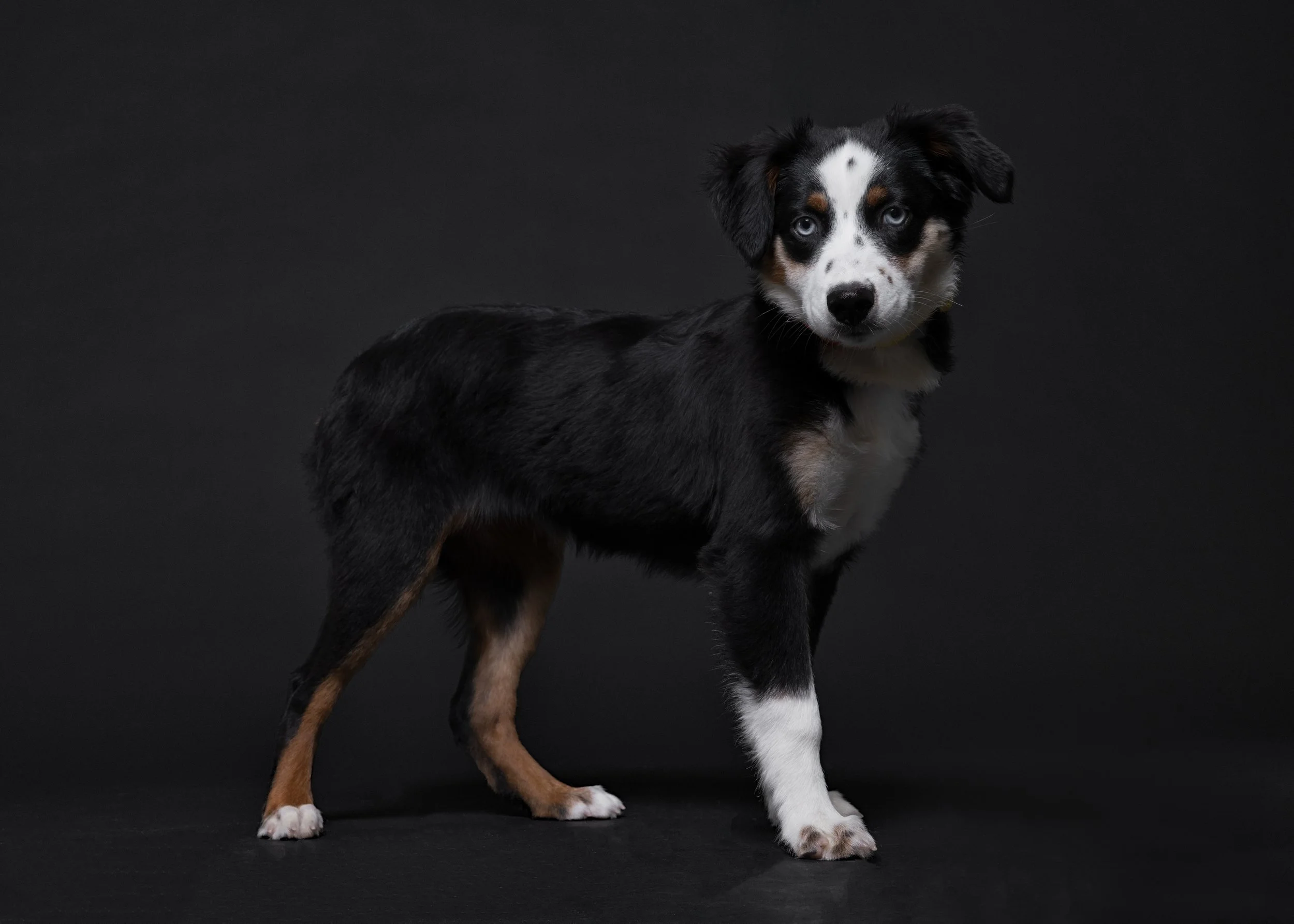 FurFriendsFotography-0104.JPG