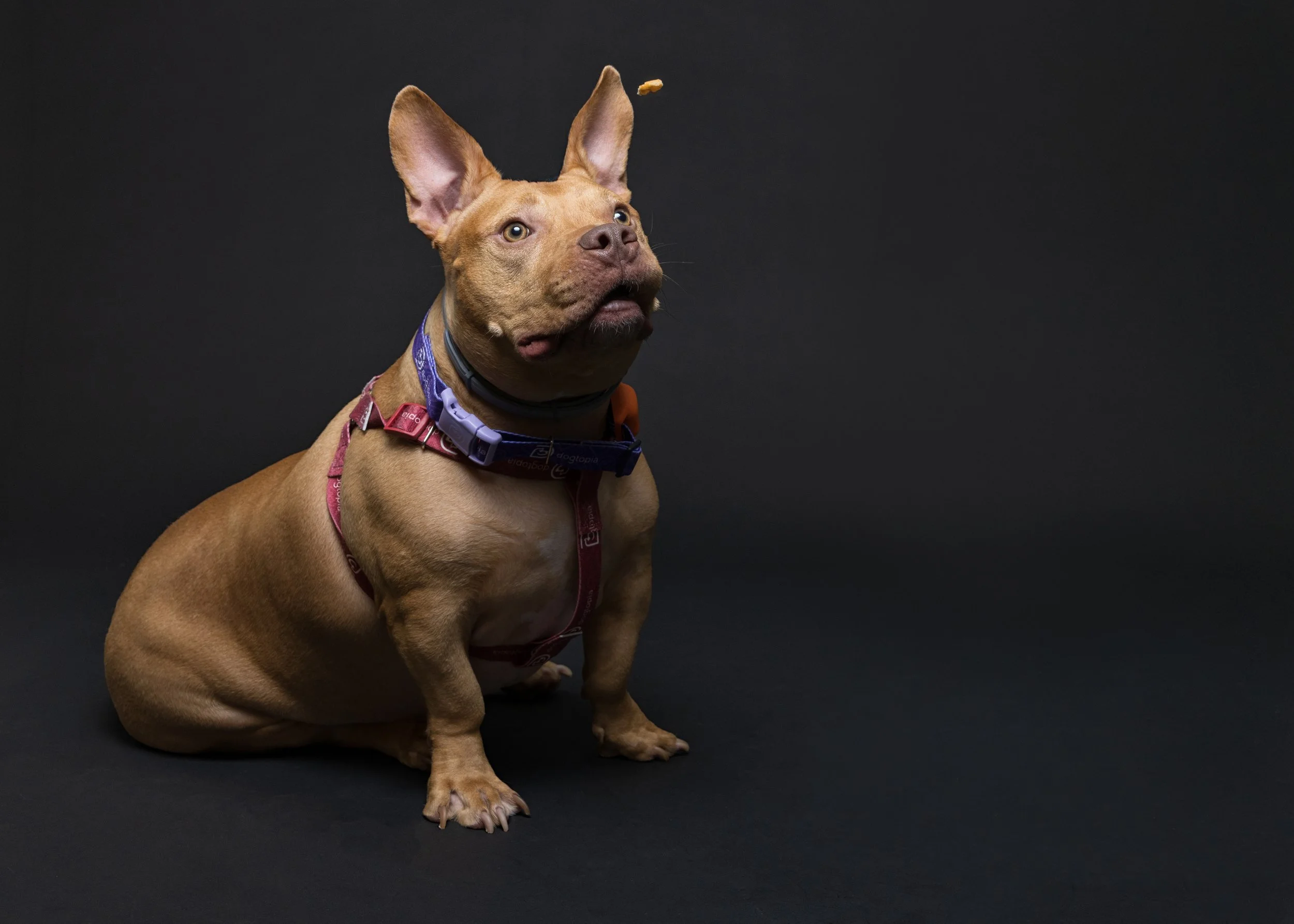 FurFriendsFotography-0102.JPG