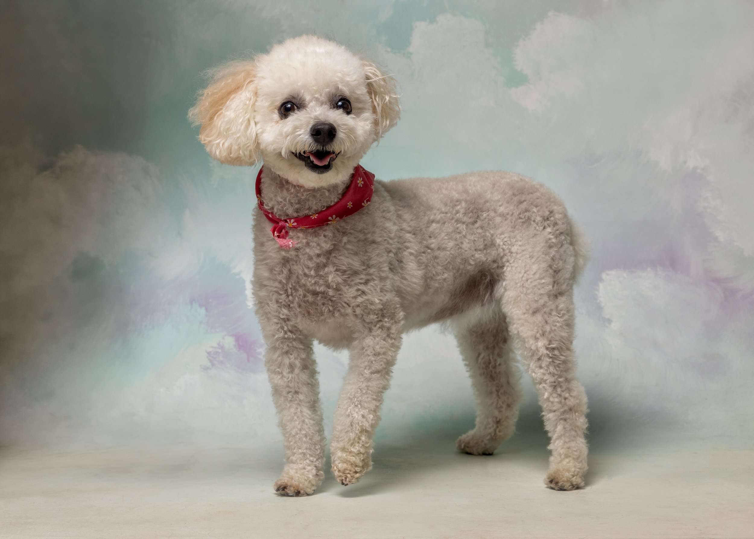 FurFriendsFotography-0083.JPG