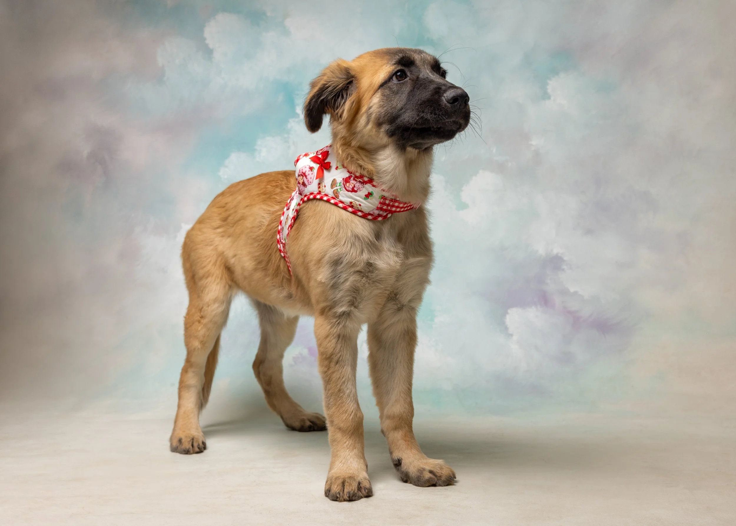 FurFriendsFotography-0108.JPG