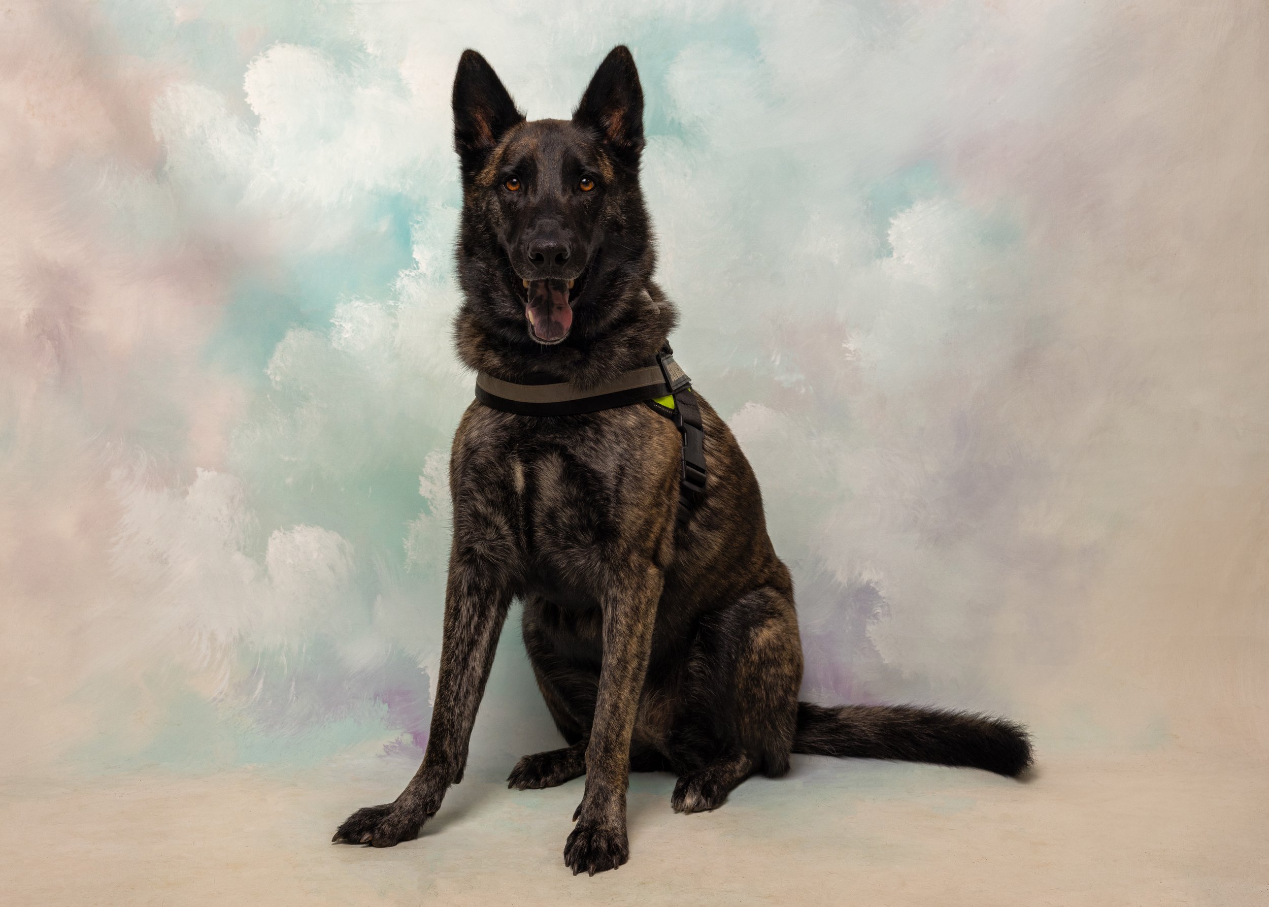 FurFriendsFotography-0094.JPG