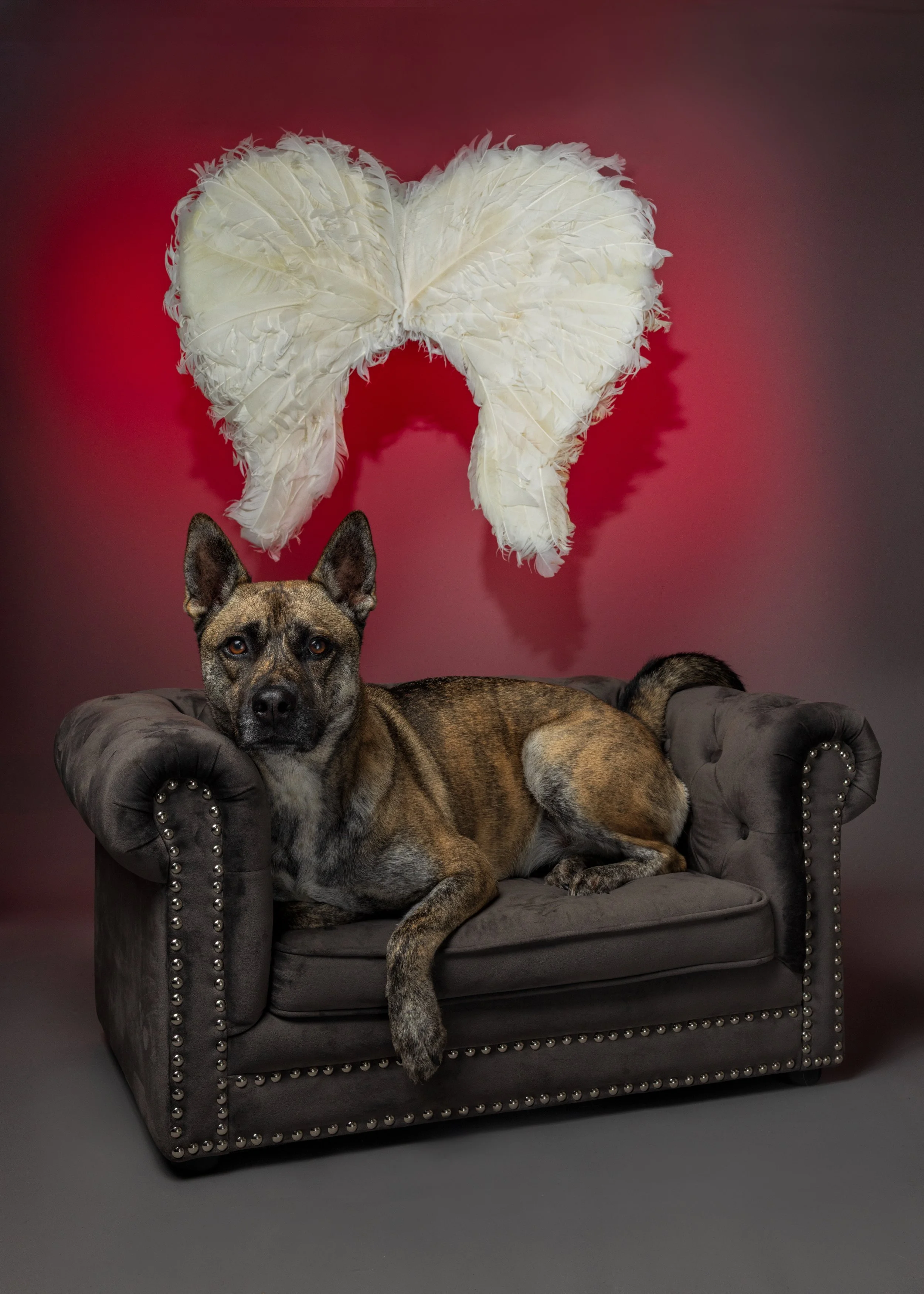 FurFriendsFotography-0143.JPG