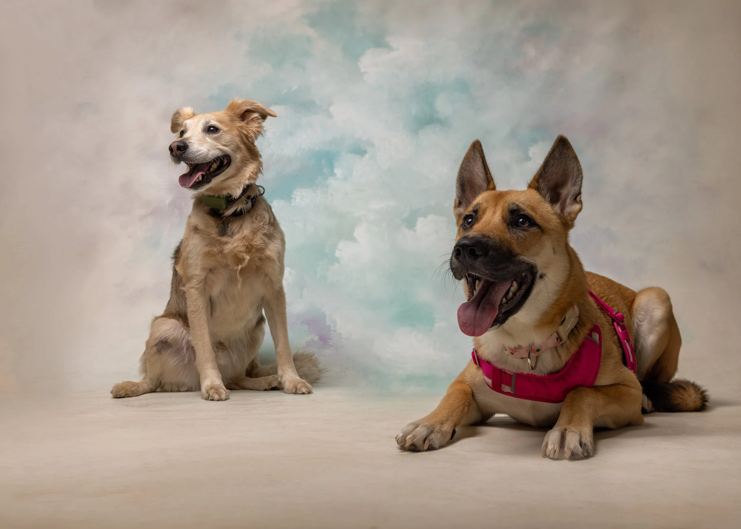 FurFriendsFotography-0084.JPG