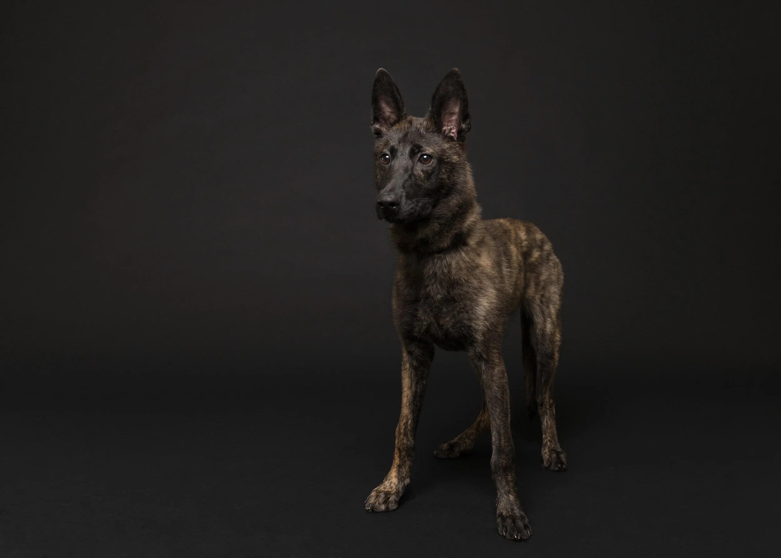 FurFriendsFotography-0106.JPG