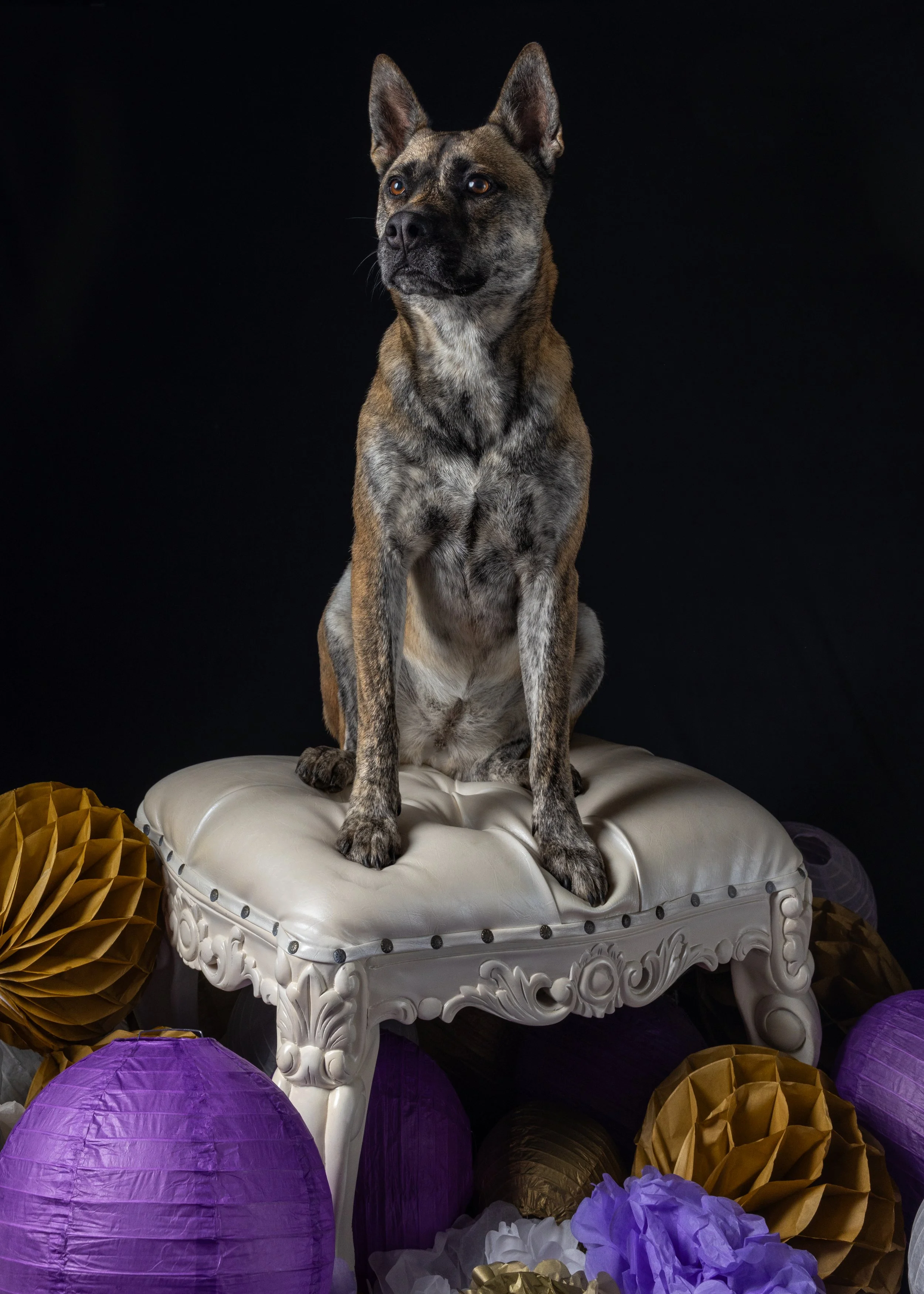 FurFriendsFotography-0140.JPG