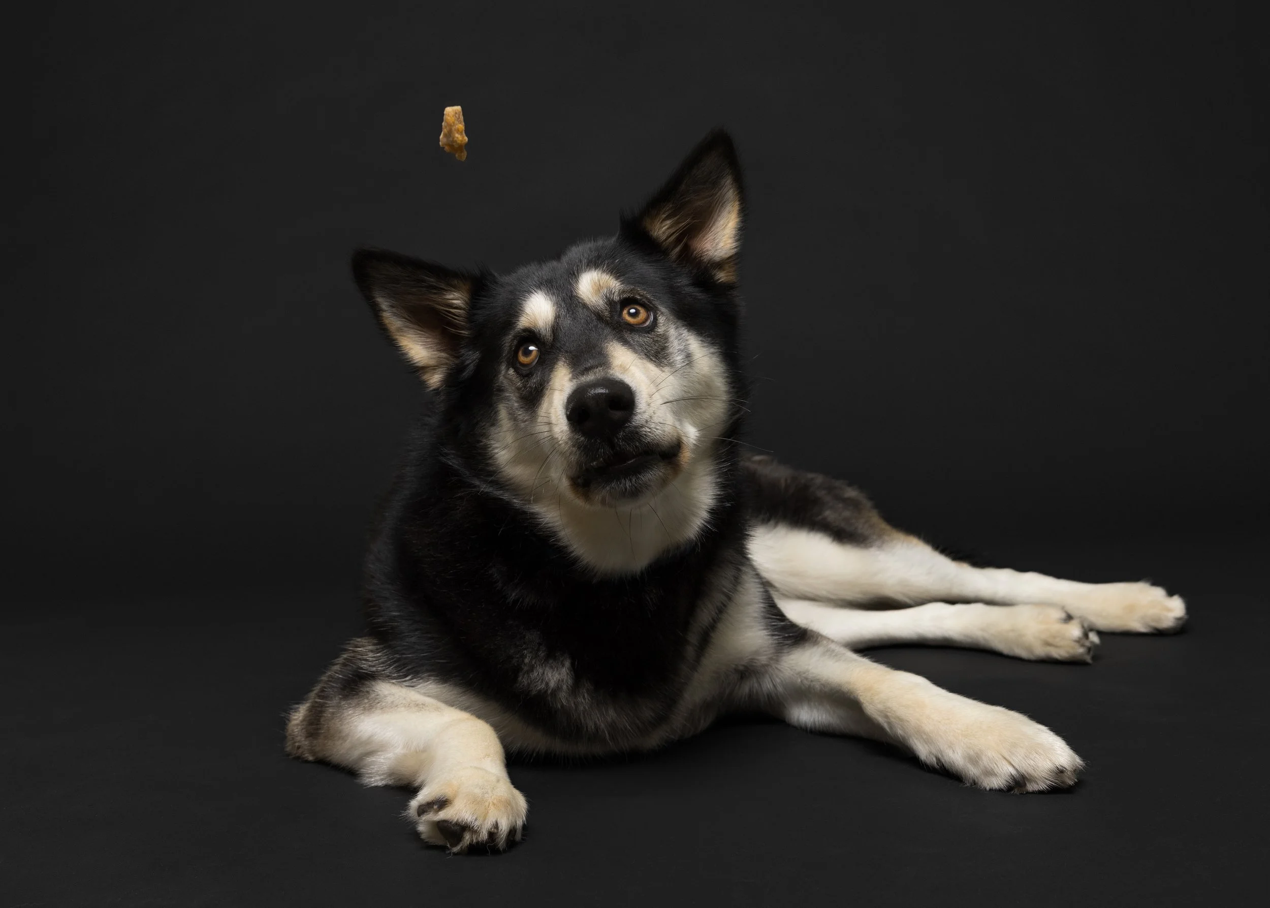 FurFriendsFotography-0095.JPG